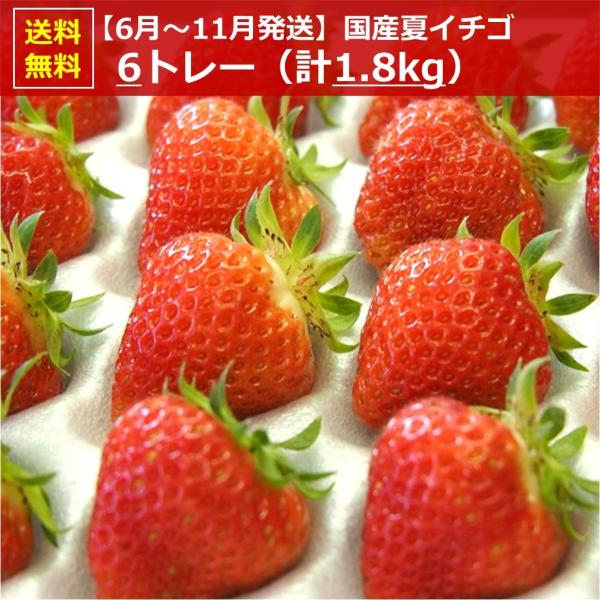 【送料無料】【まとめ買い】生食できる夏イチゴ 6月〜11月発送 3L〜Sサイズ 6パック 1.8kg...