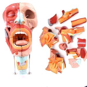 人間の臓器モデル-鼻、口、咽頭、喉頭モデル-舌、首、喉の筋肉、神経血管医学教育のデモンストレーション｜stsyoten-store