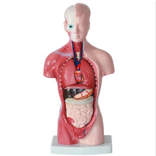 人体模型 人体内臓 解剖モデル 人体解剖図 ユニセックスモデル 28CM 教材 パーツ取り外し可能 ...