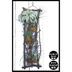 ナチュラルリース サボテン 多肉植物 の商品一覧 花 ガーデニング 通販 Yahoo ショッピング