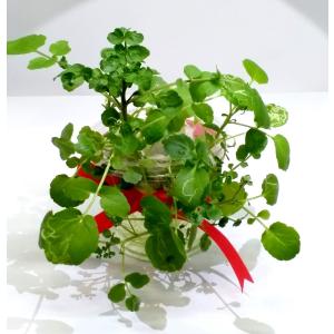 無農薬クレソン 種 種子 の商品一覧 花 ガーデニング 通販 Yahoo ショッピング