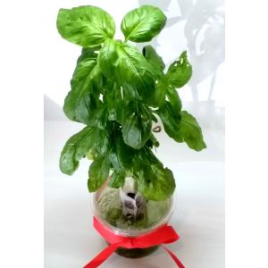 家庭用 ハーブの 水耕栽培キット 「窓辺でバジル」不織布カバー付き