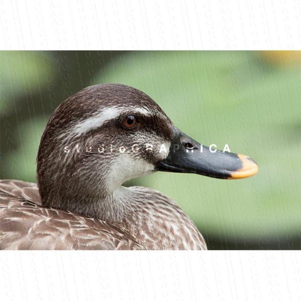 鳥：マガモ：横顔1
