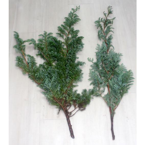 ヒムロスギ　ヒムロ杉 切花 生花 クリスマスリース  スワッグ 資材 フラワー リース  フラワーデ...