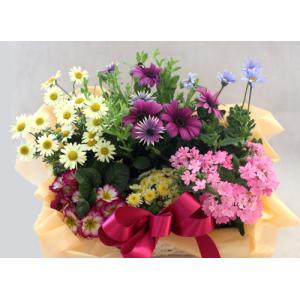 季節の寄せ鉢・ギフトセット 453 鉢花の詳細画像5