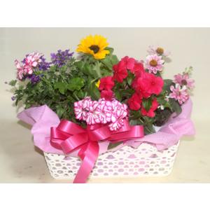 季節の寄せ鉢・ギフトセット 453 鉢花の詳細画像1
