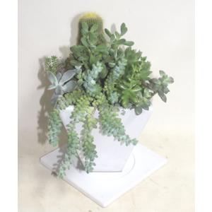 多肉植物とサボテンの寄せ植え 白の陶器鉢 鉢花...の詳細画像3