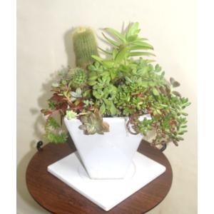 多肉植物とサボテンの寄せ植え 白の陶器鉢 鉢花...の詳細画像1