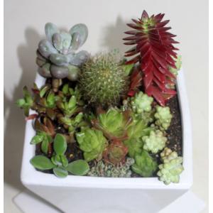 多肉植物とサボテンの寄せ植え 白の陶器鉢 鉢花...の詳細画像5