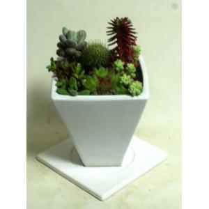 多肉植物とサボテンの寄せ植え 白の陶器鉢 鉢花...の詳細画像4