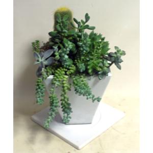 多肉植物とサボテンの寄せ植え 白の陶器鉢 鉢花...の詳細画像2