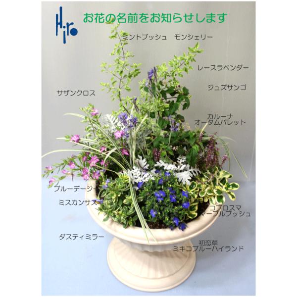 爽やかな季節の寄せ植え 鉢花  大鉢  栽培キット プレゼント  誕生日 ガーデニング 寄せ植え フ...