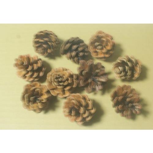 松笠　きなり　１０ヶ入り　リース　クリスマス　正月　資材　松かさ　松ぼっくり 木の実 種類