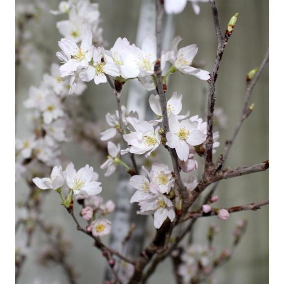 桜の枝 花枝 啓翁桜 東海桜 彼岸桜１把　切花 生花 資材