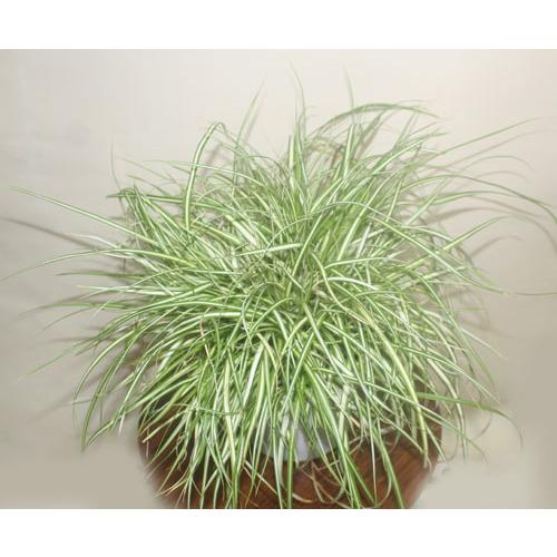 斑入りベアーグラス　カレックス　オシメンテス　観葉植物　花苗　鉢花　寄せ植え【地域限定送料無料】あす...