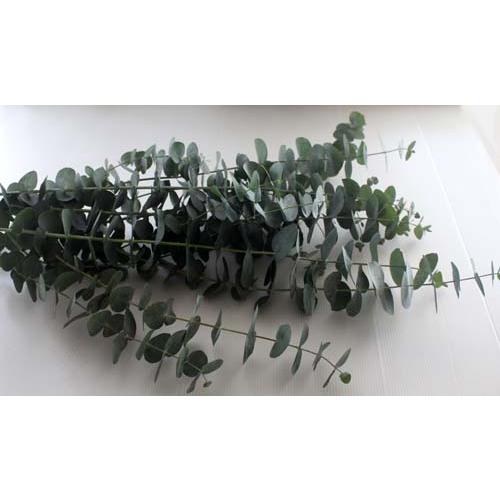 生花のユーカリで作るリースキット グリーンリース ユーカリリース 壁掛け ドアリース 香りのリース ...