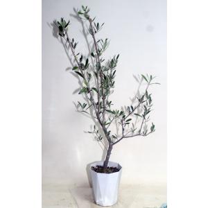 オリーブの木 エルグレコ オリーブ  鉢花 観葉植物 あすつく対応  グリーン