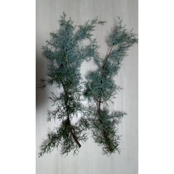 ブルーアイス 　コニファー　切花 生花 クリスマスリース 資材 フラワー リース スワッグ  フラワ...