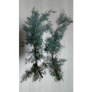 ブルーアイス コニファー 切花 生花 クリスマ...の詳細画像1
