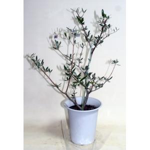 オリーブの木  コロネイキ    鉢花  観葉植物  グリーン【地域限定送料無料】あすつく