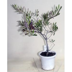 オリーブの木  ネバディブランコ  鉢花 観葉植物 【地域限定送料無料】あすつく