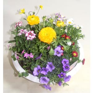 季節の寄せ植えスタンダードW 鉢花 寄せ植え ...の詳細画像2