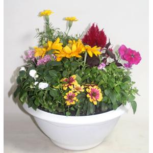 季節の寄せ植えスタンダードW 鉢花 寄せ植え ...の詳細画像5