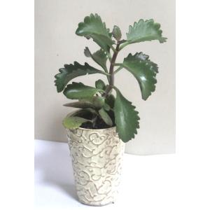 朱還　おしゃれな陶器に　多肉植物　寄せ植え　鉢花　観葉植物【あす楽】父の日　開店祝い　誕生日【限定付...