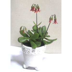 ベニカンザシ　紅かんざし　おしゃれな陶器に　多肉植物　寄せ植え　鉢花　観葉植物【あす楽】父の日　開店...
