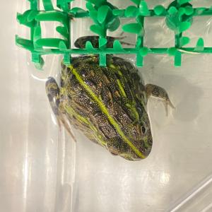 (生体)アフリカウシガエルの詳細画像1