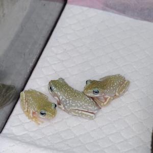 (生体)イエアメガエル(ブルーアイスーパースノ...の詳細画像1