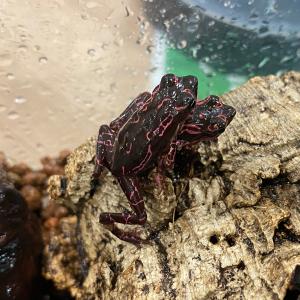 （生体）ベニモンフキヤガマ