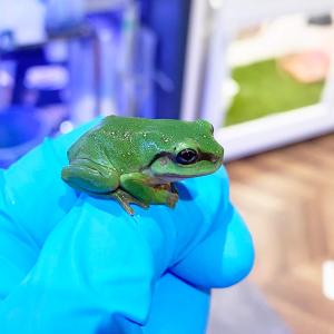 （生体）ズキンアメガエル