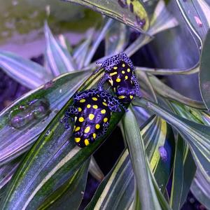 （生体）バンゾリーニヤドクガエル