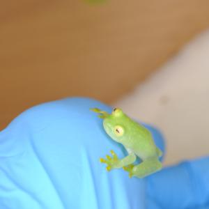 (生体)フライシュマンアマガエルモドキ(グミガエル)の詳細画像2