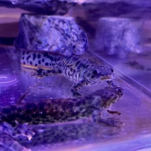 （生体）イベリアトゲイモリ