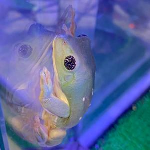 (生体)メキシコフトアマガエルの商品画像
