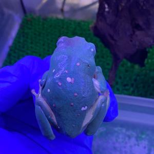 (生体)メキシコフトアマガエルの詳細画像1