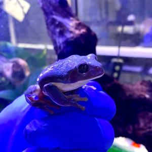 (生体)メキシコフトアマガエルの詳細画像2