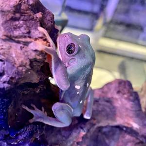 (生体)メキシコフトアマガエルの詳細画像3
