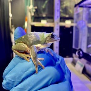 (生体)メキシコフトアマガエルの詳細画像4