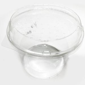 (生体)リゲンバッハクサガエルの詳細画像3