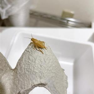 (活餌)(宅急便)SMサイズ30匹 ヨーロッパイ...の商品画像