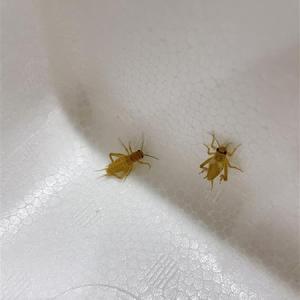 (活餌)(宅急便)SMサイズ30匹 ヨーロッパ...の詳細画像2