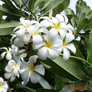 Hawaiian Plants　ハワイアンプランツ：Plumeria プルメリア　鉢植え　5号　ホワイト