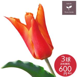 秋植え球根 チューリップ バレリーナ 3球入り