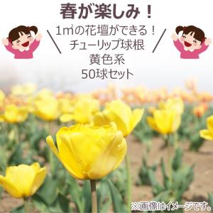 どんな花が咲くか今から春が楽しみ! チューリッ...の詳細画像1