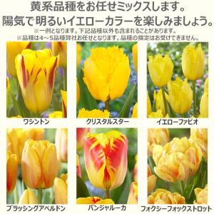 どんな花が咲くか今から春が楽しみ! チューリッ...の詳細画像2