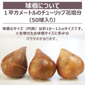 どんな花が咲くか今から春が楽しみ! チューリッ...の詳細画像3