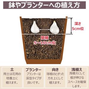 どんな花が咲くか今から春が楽しみ! チューリッ...の詳細画像4